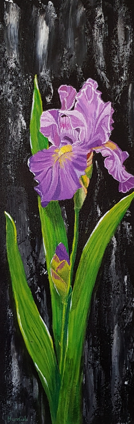 Iris