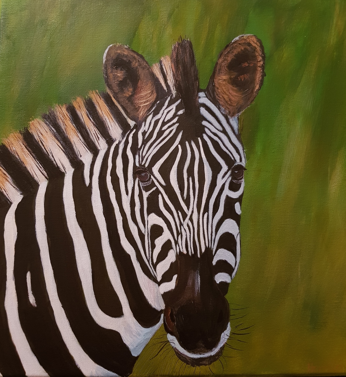 Zebra 